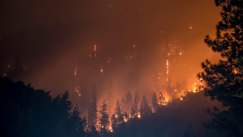 Image of a wildfire among trees. 